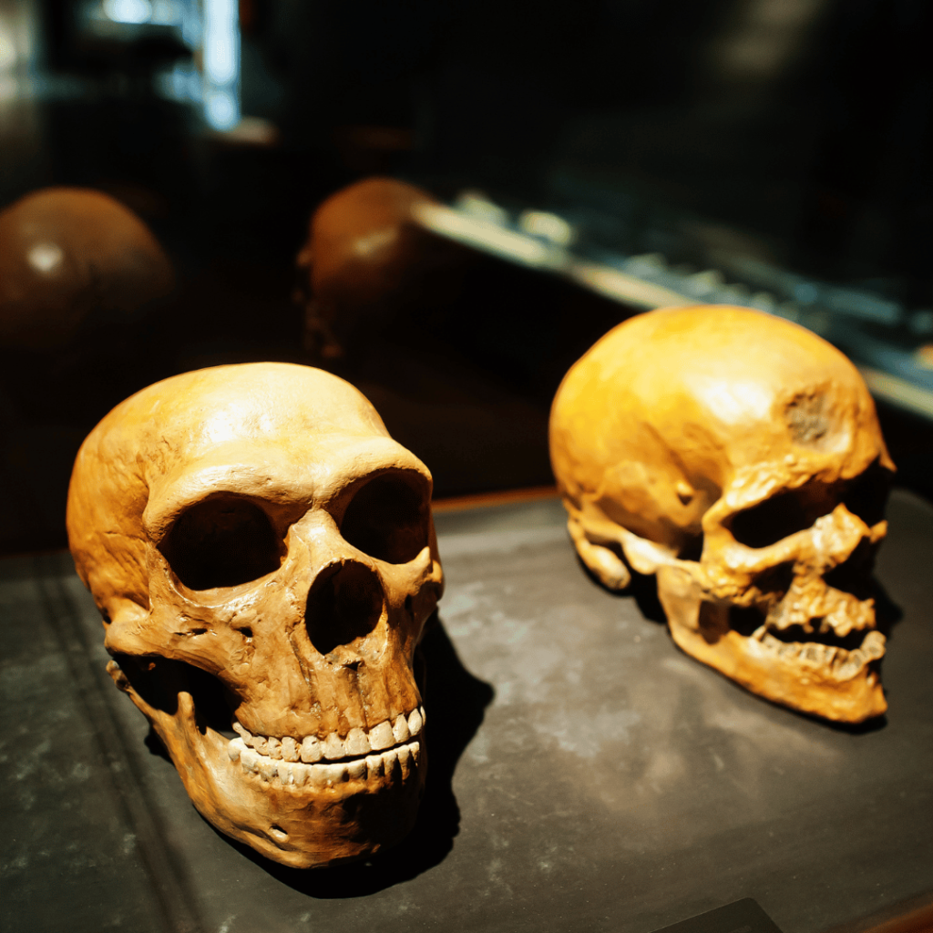 museo evolucion humana en burgos a 300 metros de guarda y anda 